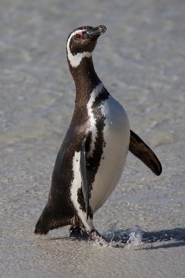 Magellanic Penguin