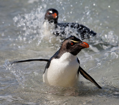 Short-crested Rockhopper Penguins