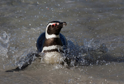 Magellanic Penguin