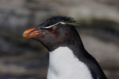Short-crested Rockhopper Penguin