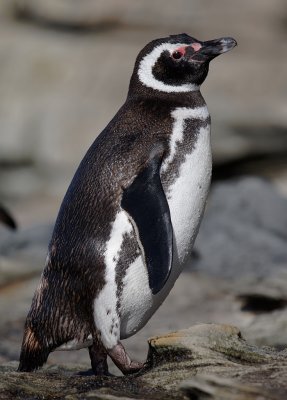 Magellanic Penguin