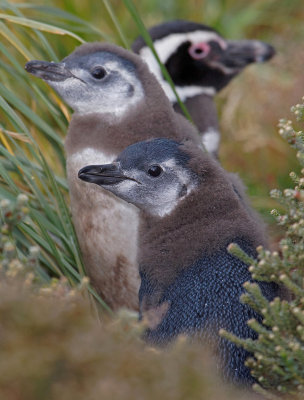 Magellanic Penguin adult & chicks