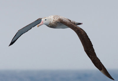 Wandering Albatross