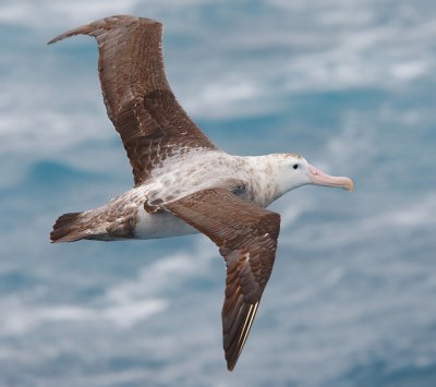 Wandering Albatross