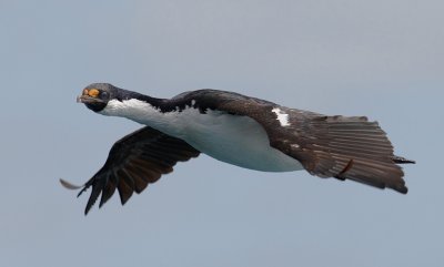 South Georgian (Blue-eyed) Shag