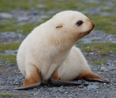 Light-morph (blonde) Antarctic Fur Seal pup