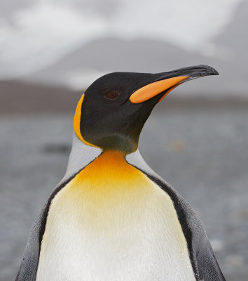 King Penguin