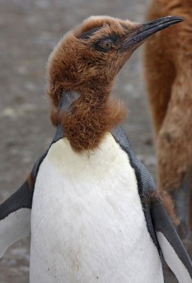 King Penguin chick
