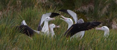 Wandering Albatrosses displaying