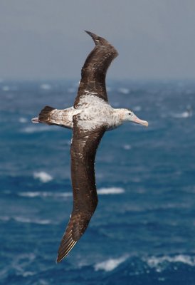 Wandering Albatross