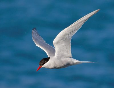 Antarctic Tern