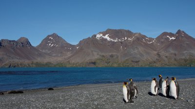 King Penguins and the scenery of Fortuna Bay