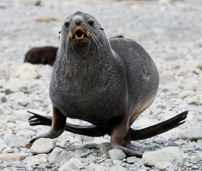 Charging Antarctic Fur Seal bull