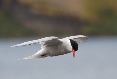 Antarctic Tern