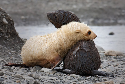 Light morph (blonde)and normal Antarctic Fur Seal pups