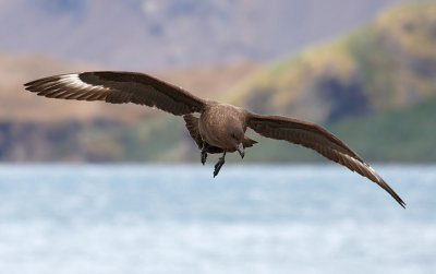 Brown Skua