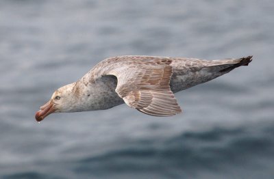 Northern Giant Petrel