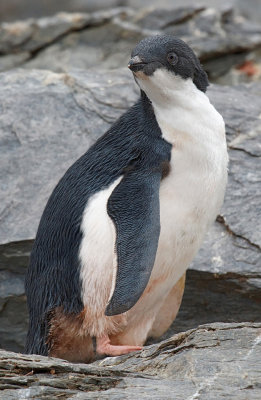Adelie Penguin chick