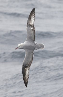 Southern Fulmar