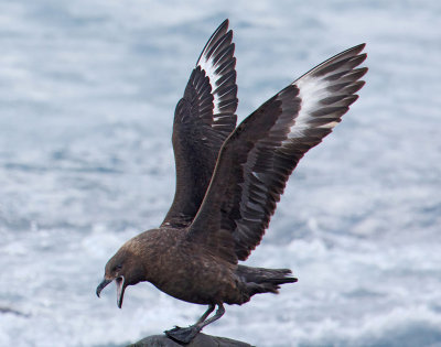 Brown Skua