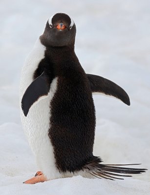 Gentoo Penguin