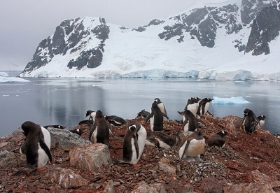 Gentoo Penguins