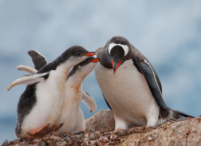 Gentoo Penguin and chicks