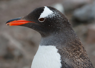 Gentoo Penguin