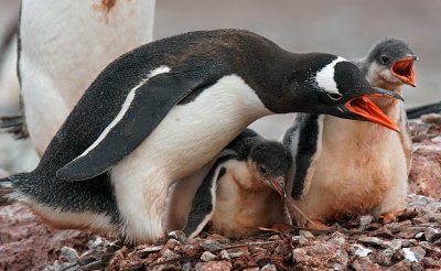 Gentoo Penguin and chicks