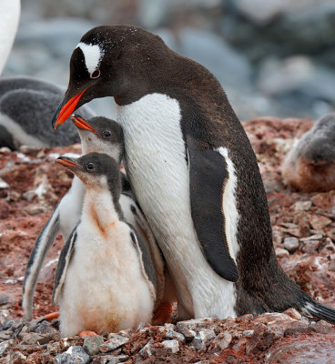 Gentoo Penguin and chicks