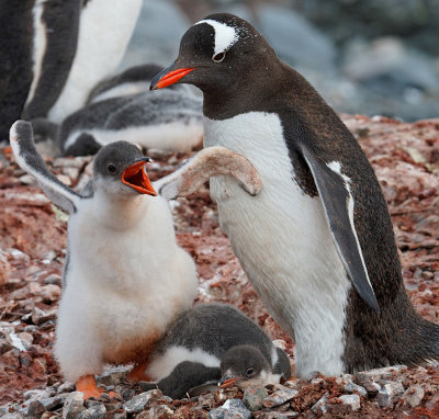 Gentoo Penguin and chicks