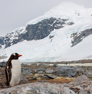 Gentoo Penguin