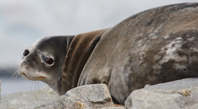 Weddell Seal