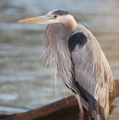 Great Blue Heron