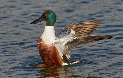 Northern Shoveler