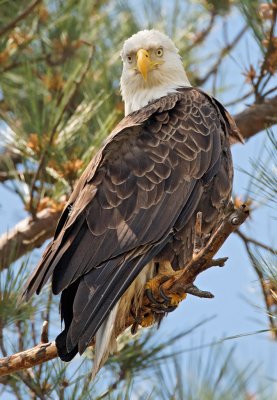 Bald Eagle