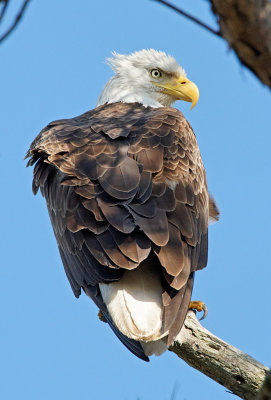 Bald Eagle