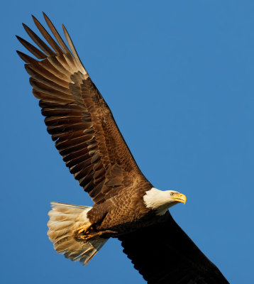 Bald Eagle