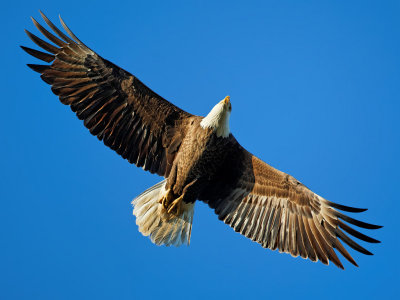 Bald Eagle