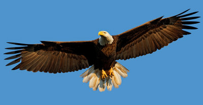 Bald Eagle