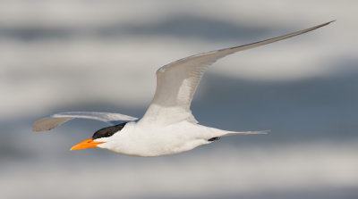 Royal Tern