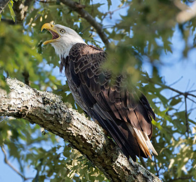 Bald Eagle