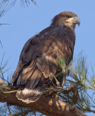 Bald Eagle (Juvenile, 11 weeks old)