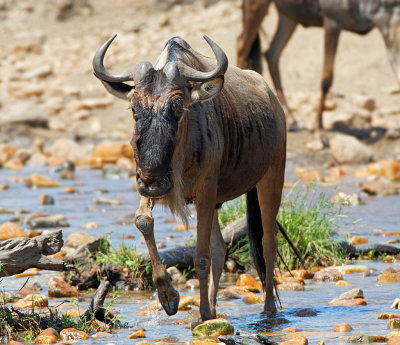Wildebeest Crossing the Bologonja River