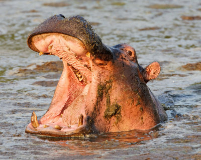 Hippo in the Grumeti River