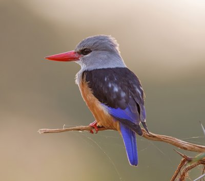 Gray-headed Kingfisher