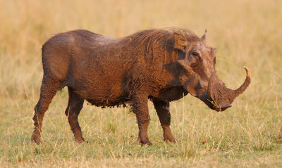 Warthog with enormous tusks