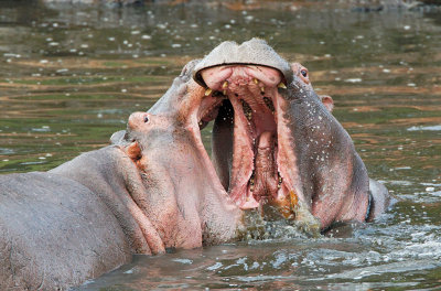 Hippo aggression in the Grumeti River