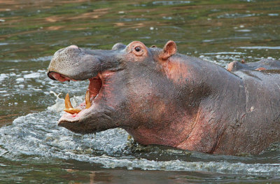 Hippo in the Grumeti River