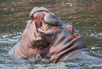 Hippos fighting in the Grumeti River
